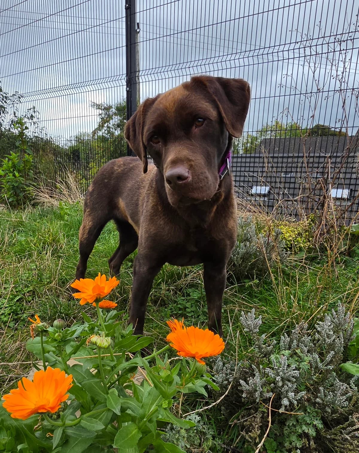 Poppy 2, female young Labrador Retriever for adoption at Mid Antrim Animal Sanctuary, Belfast
