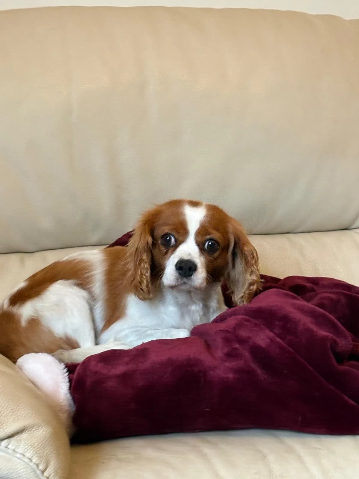 Annie, female 3yo Cavalier King Charles Spaniel for adoption at Midlands Dog Rescue