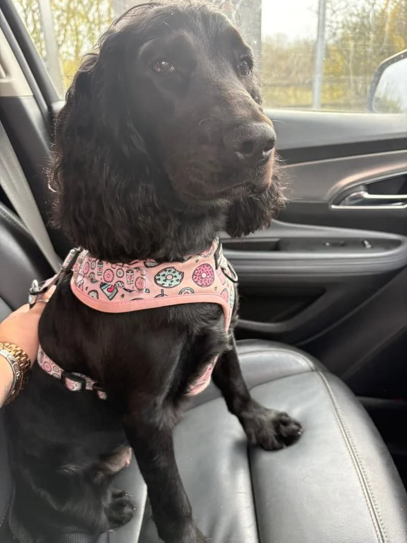 Bella, female young Cocker Spaniel for adoption at Midlands Dog Rescue