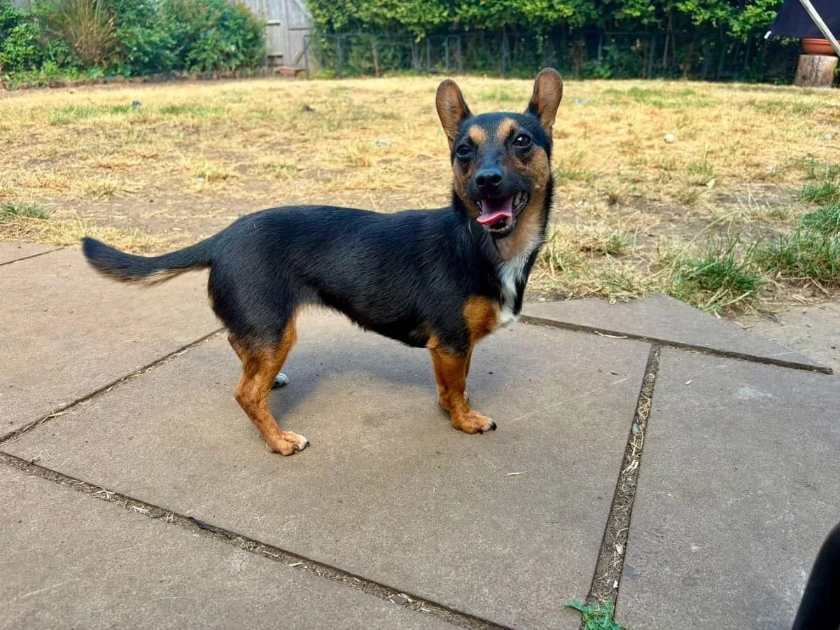 Bexy, female puppy Chihuahua for adoption at Midlands Dog Rescue