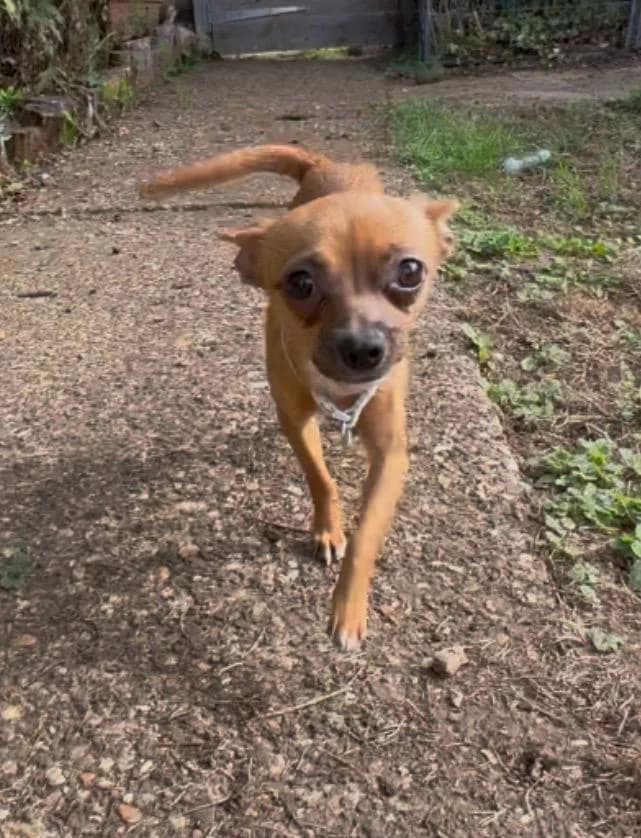 Bob, male young Chihuahua for adoption at Midlands Dog Rescue