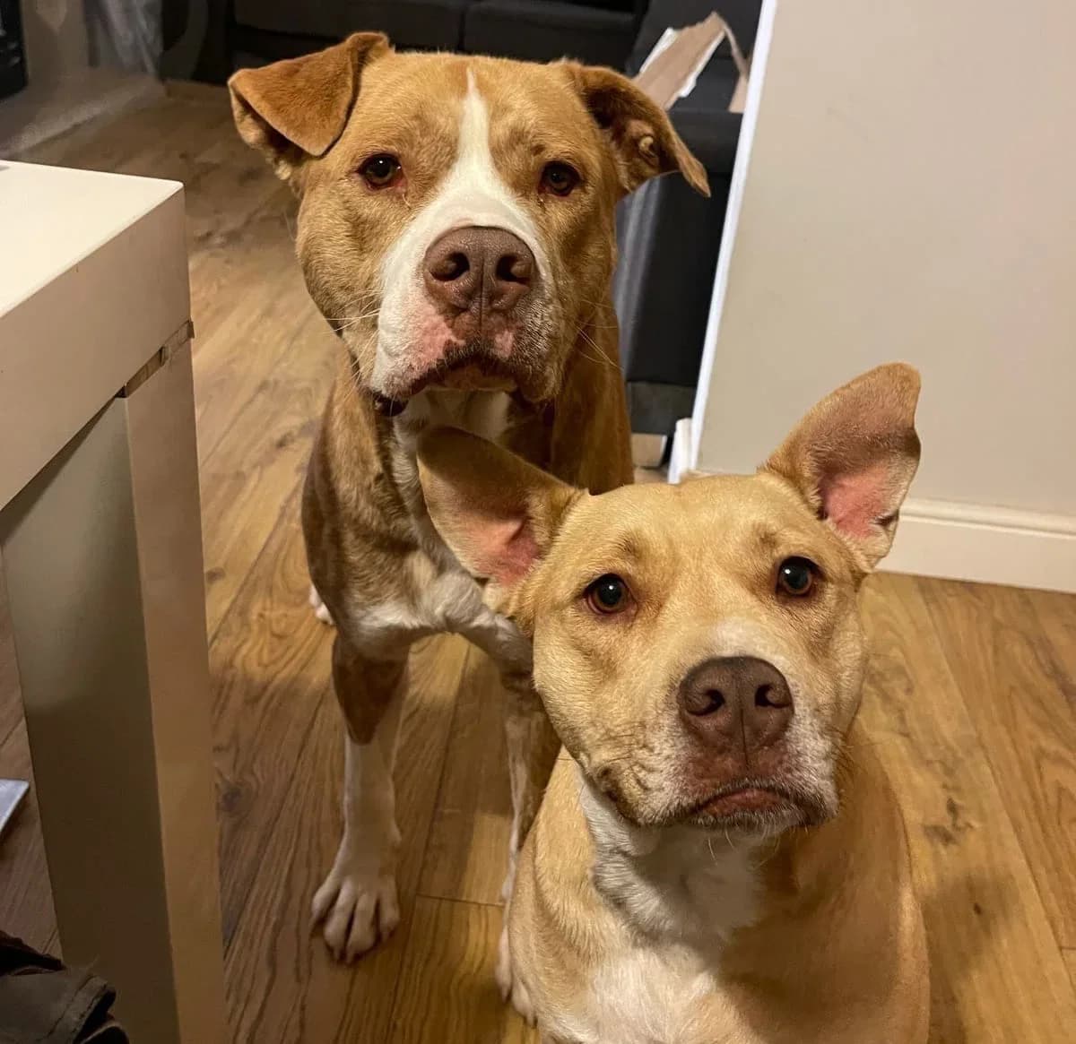 Bonnie & Ace, 6yo Mixed Breed for adoption at Midlands Dog Rescue