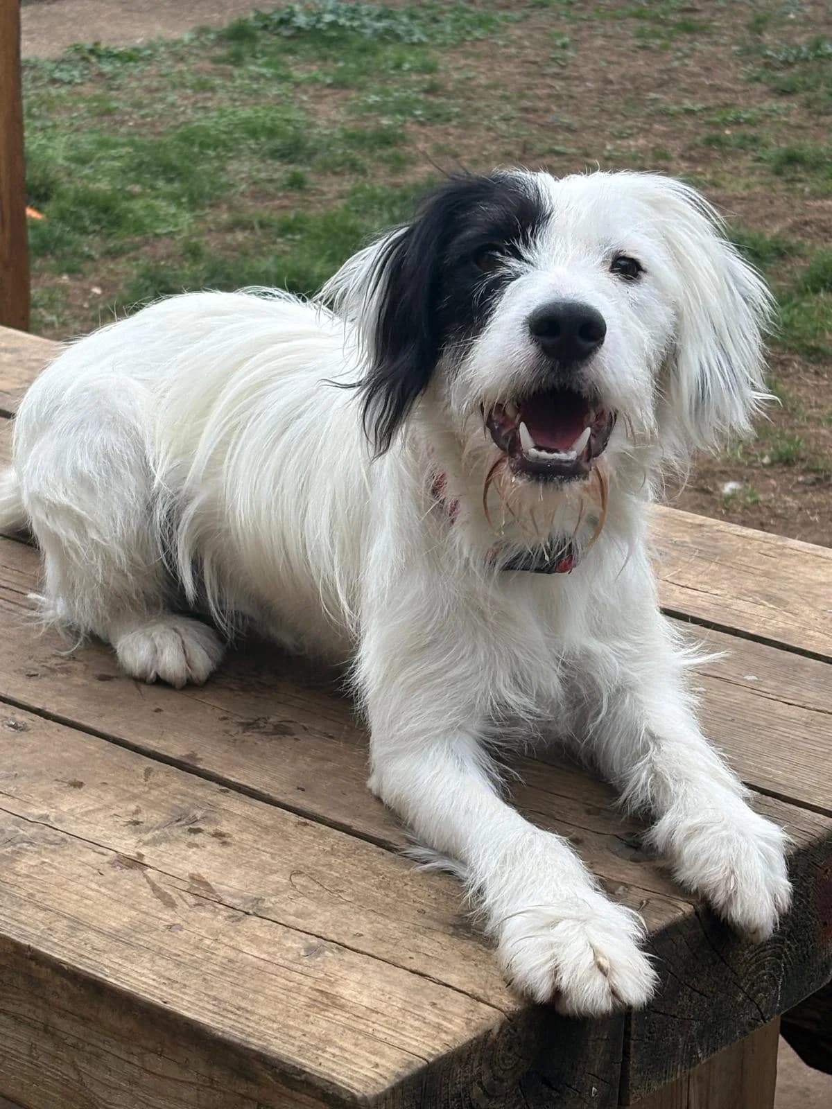 Buddy, male young Mixed Breed for adoption at Midlands Dog Rescue