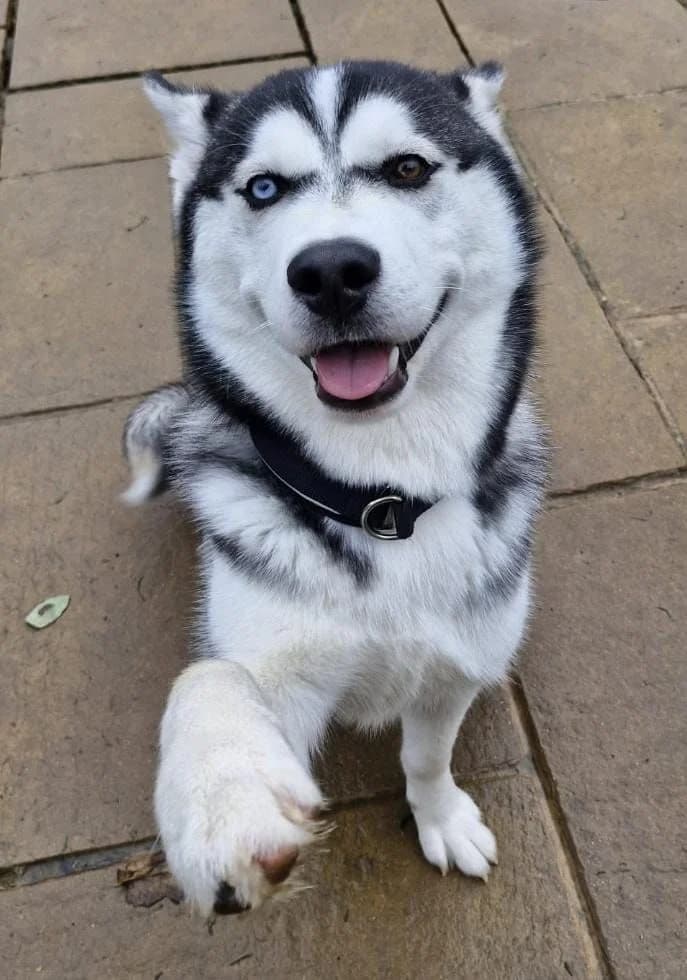 Chase, male puppy Husky for adoption at Midlands Dog Rescue
