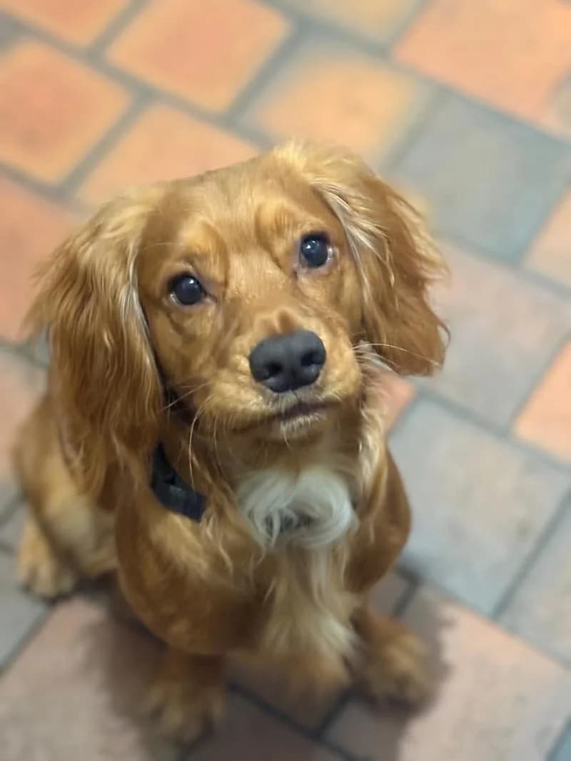 Cracker, male puppy Cocker Spaniel for adoption at Midlands Dog Rescue