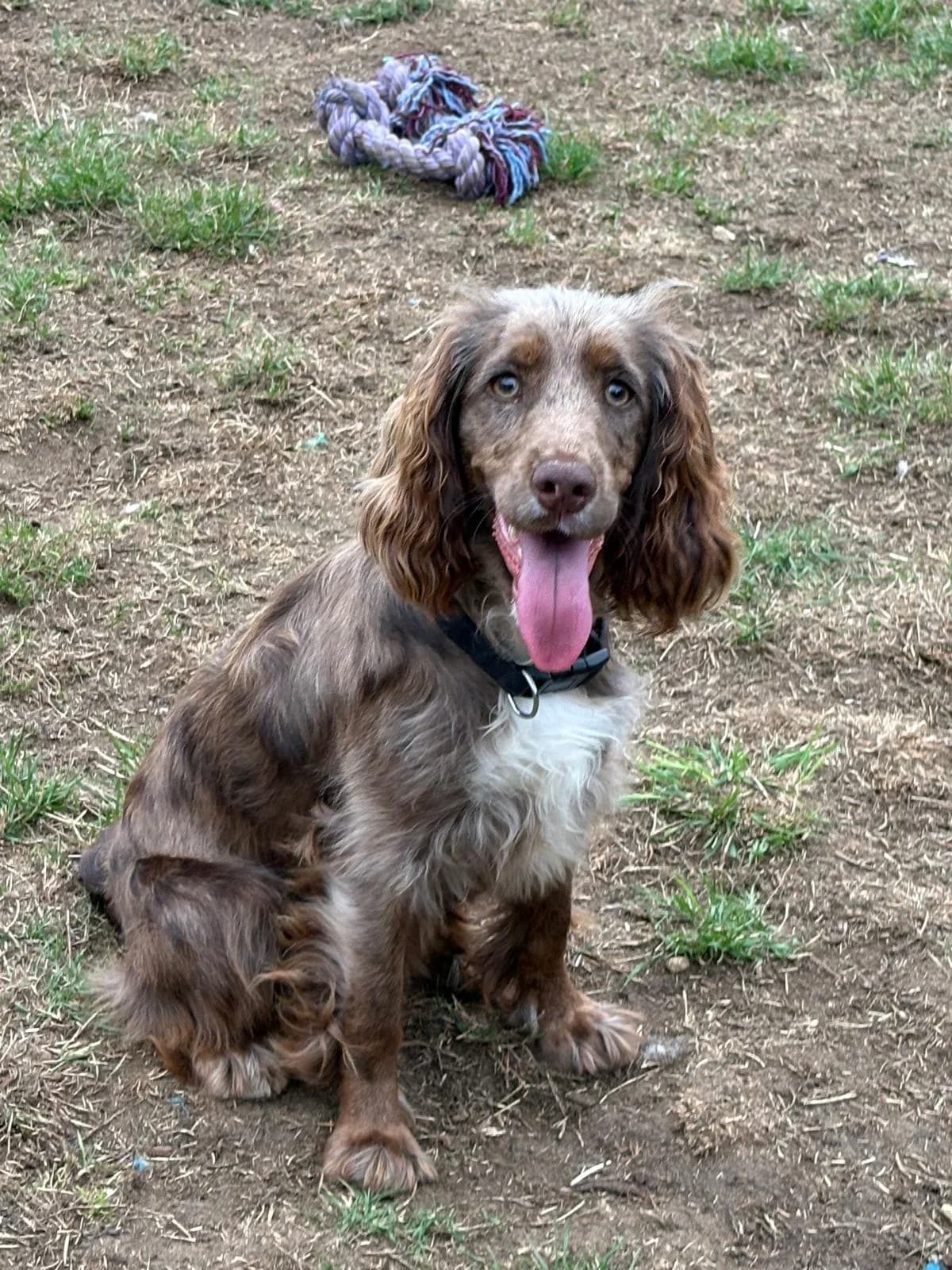 Dandy, female puppy Cocker Spaniel for adoption at Midlands Dog Rescue