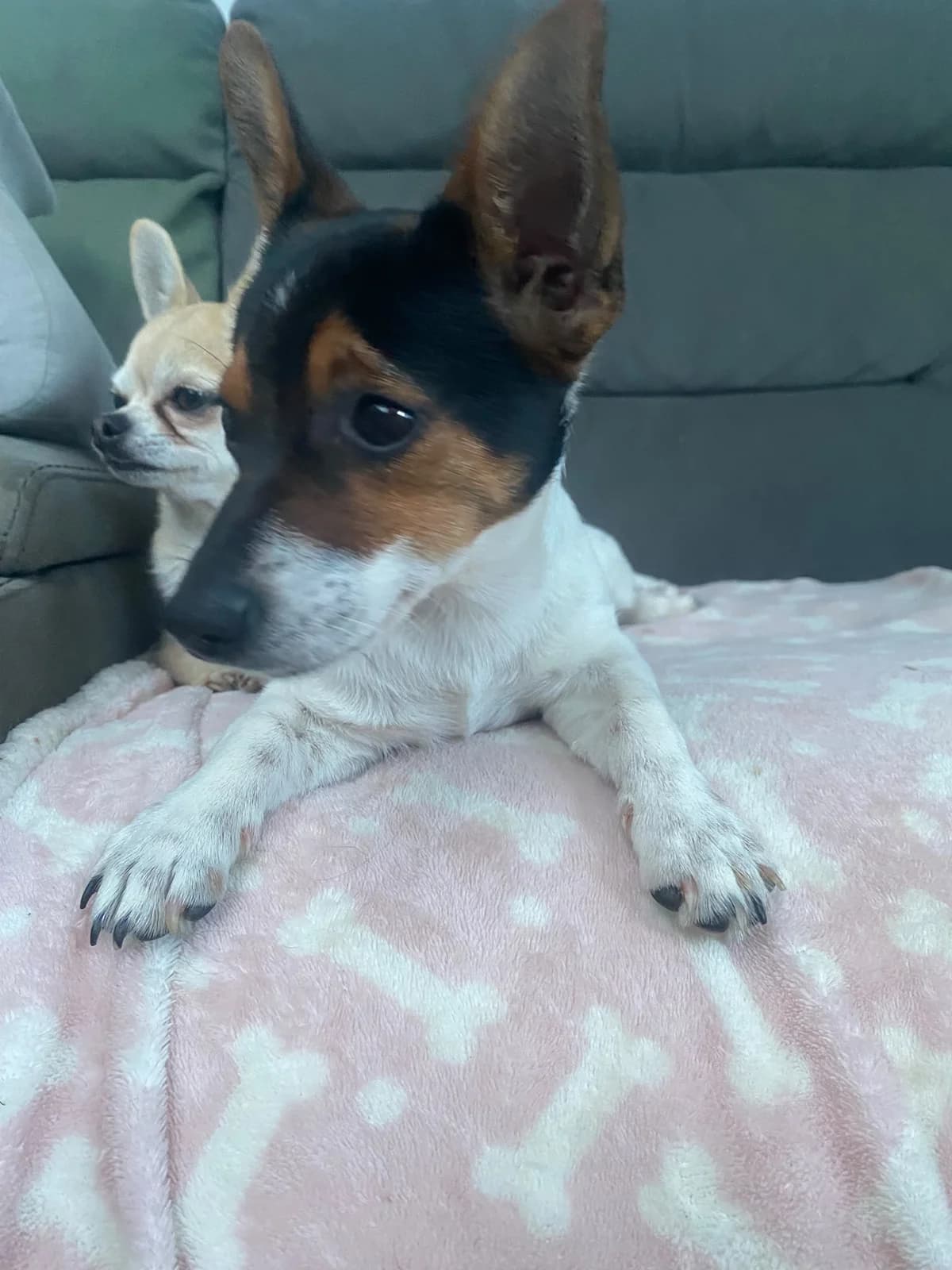 Harper, female puppy Jack Russell Terrier for adoption at Midlands Dog Rescue