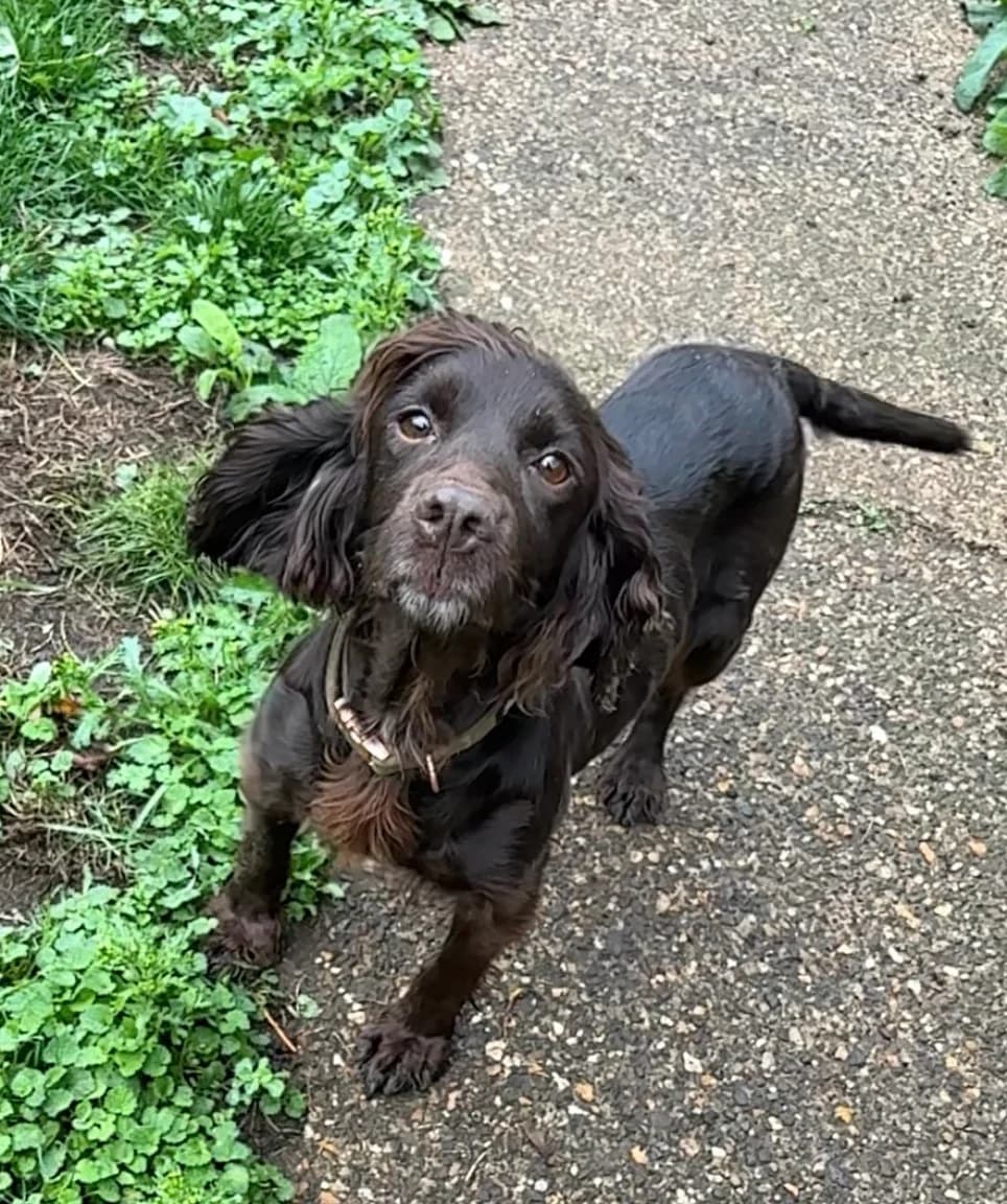 Harriette, female Cocker Spaniel for adoption at Midlands Dog Rescue