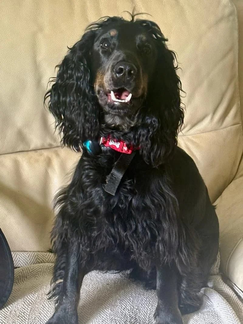Junior, young mixed breed for adoption at Midlands Dog Rescue