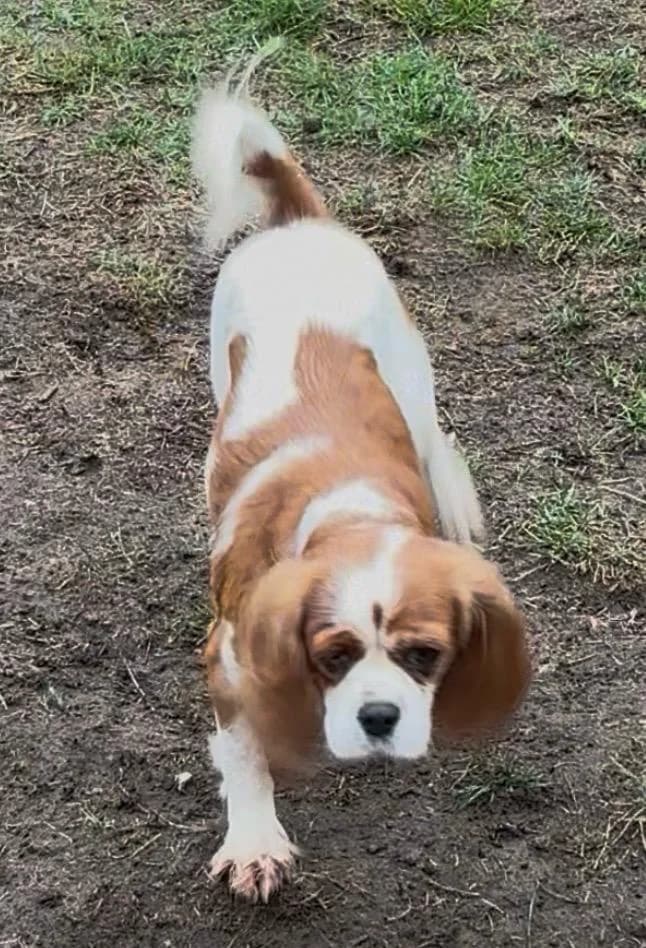 Lady, female 4yo Cavalier King Charles Spaniel for adoption at Midlands Dog Rescue