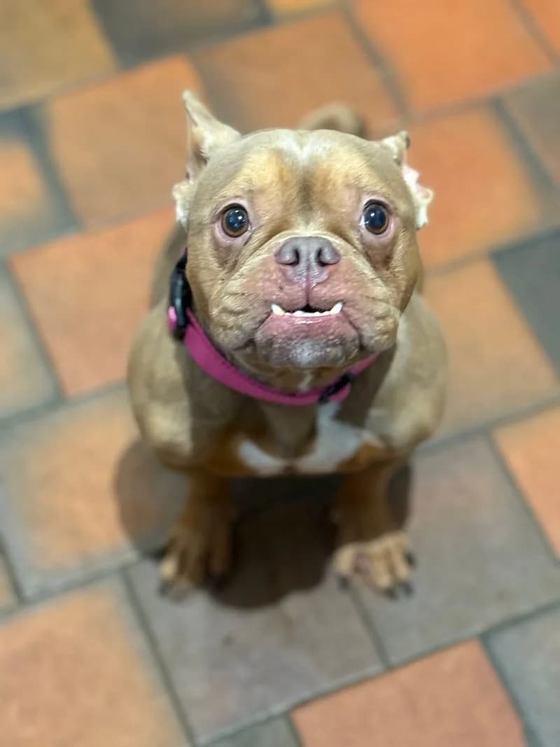 Lilly, female 5yo English Bulldog for adoption at Midlands Dog Rescue