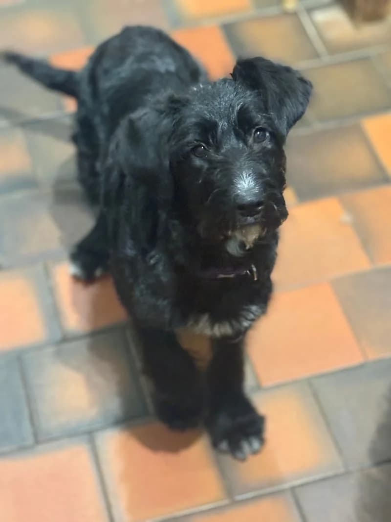 Maple, puppy Labradoodle for adoption at Midlands Dog Rescue