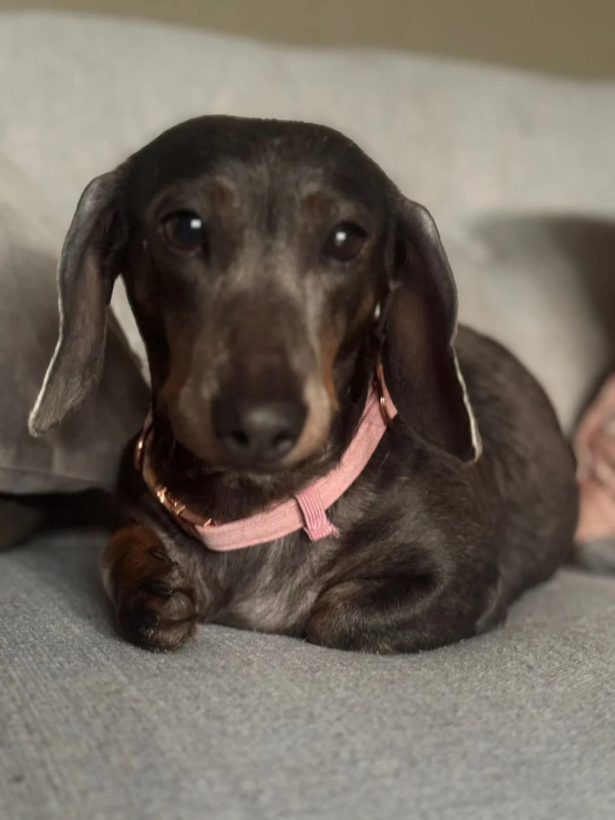 Minnie, female 6yo Dachshund for adoption at Midlands Dog Rescue
