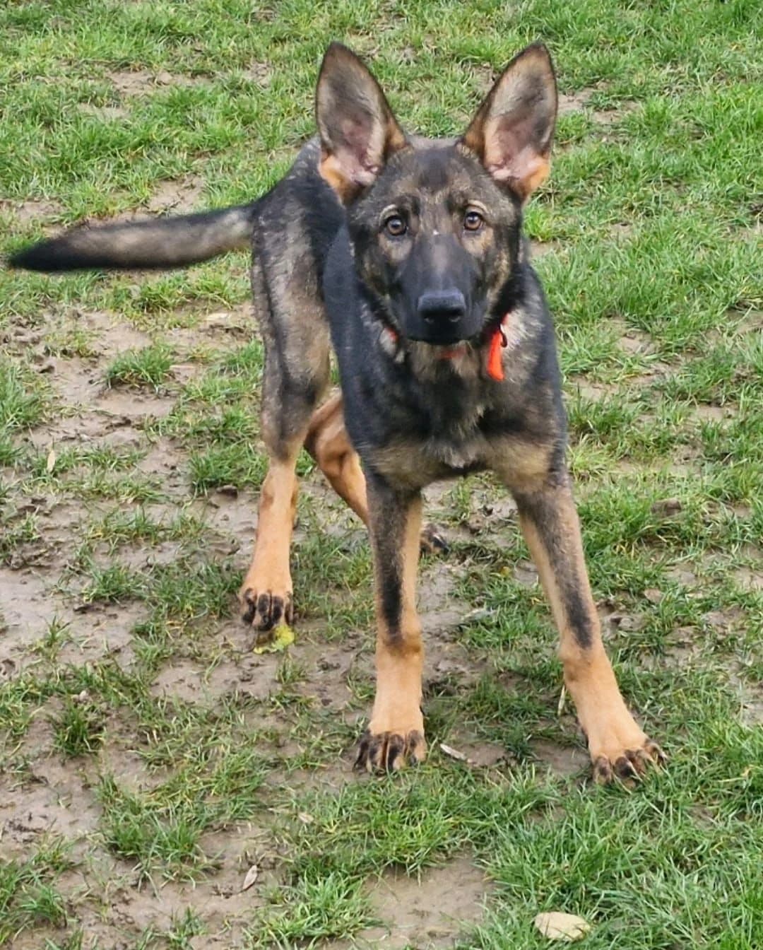 Nova, female puppy German Shepherd for adoption at Midlands Dog Rescue