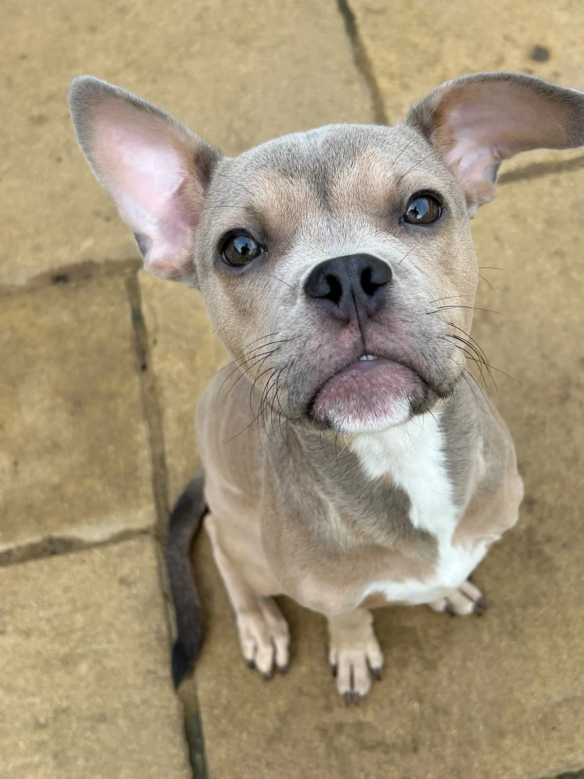 Pablo, male puppy Boston Terrier for adoption at Midlands Dog Rescue