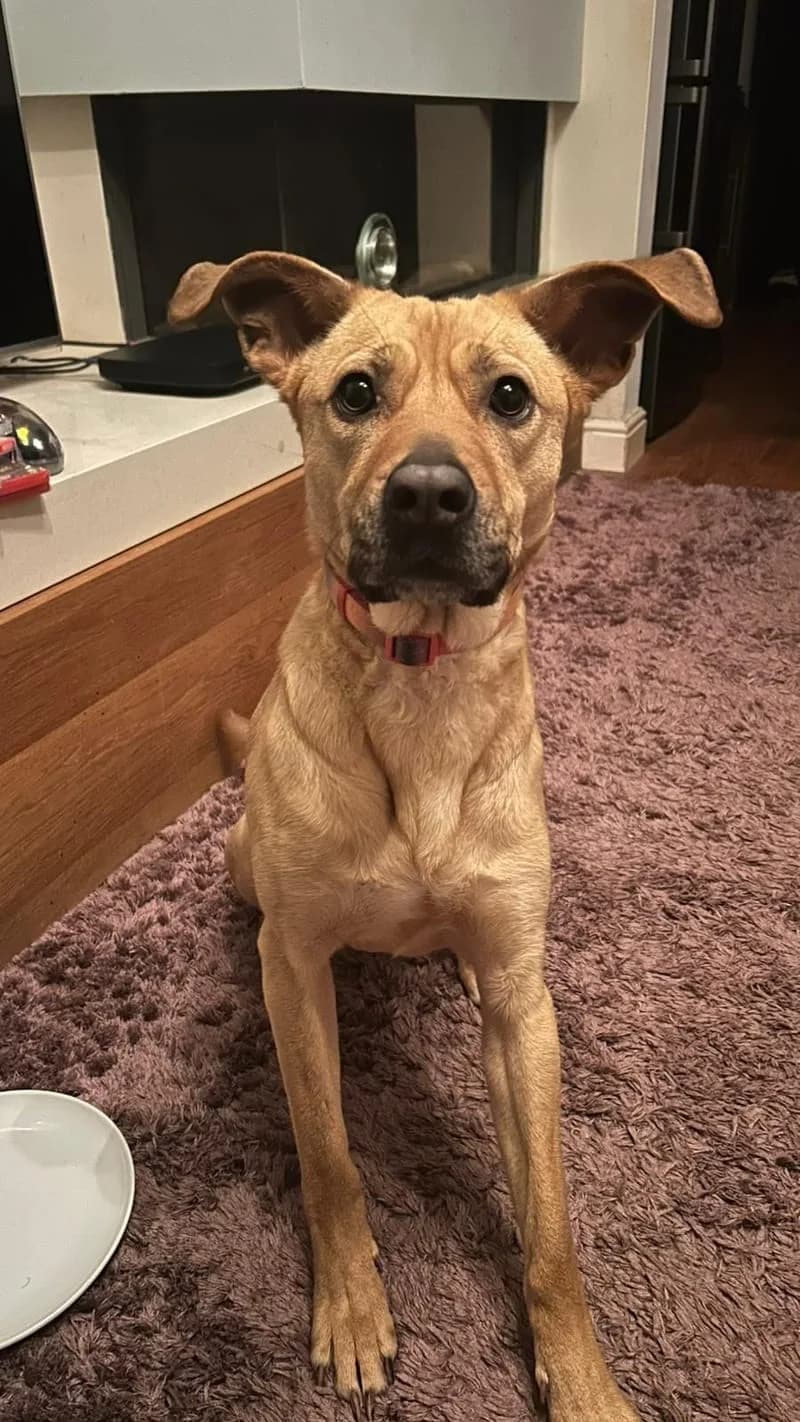 Popcorn, mixed breed for adoption at Midlands Dog Rescue