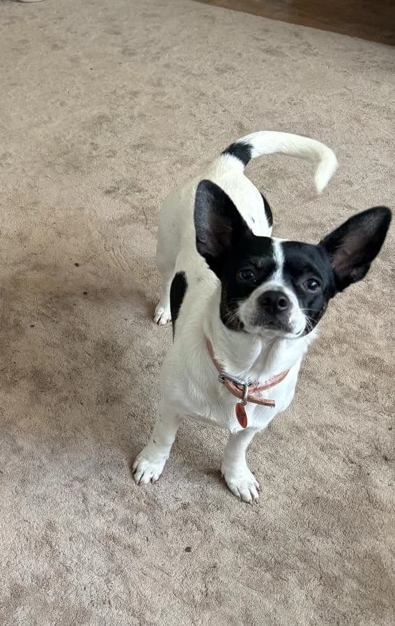 Sadie, female puppy Jack Russell Terrier for adoption at Midlands Dog Rescue
