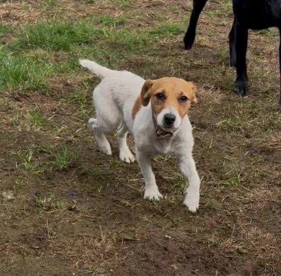 Sandy, female puppy Jack Russell Terrier for adoption at Midlands Dog Rescue