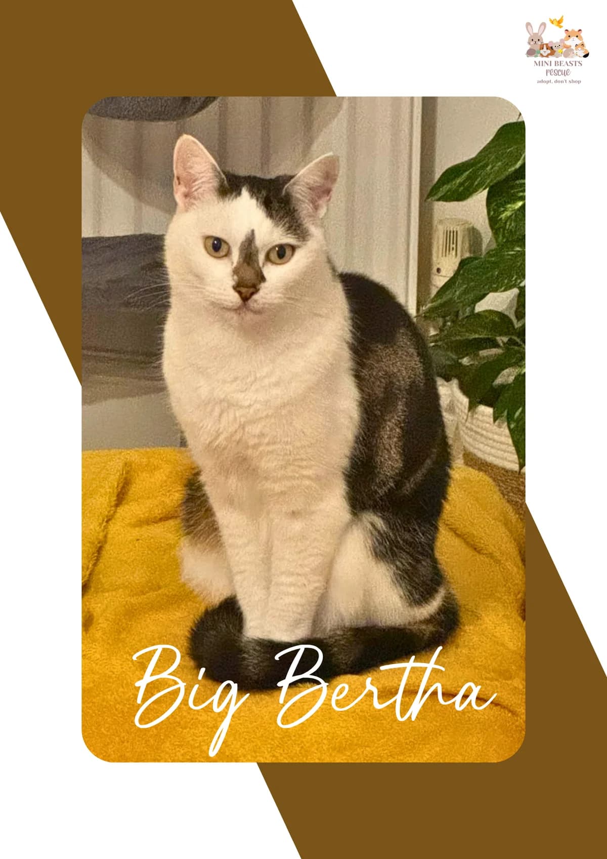 Big Bertha, female Mixed Breed for adoption at Mini Beasts Rescue