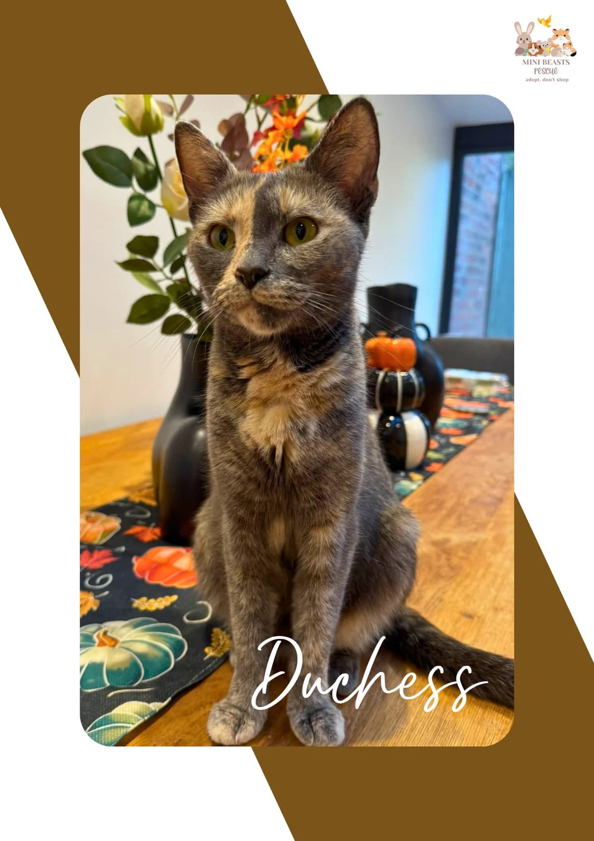 Duchess, female Mixed Breed for adoption at Mini Beasts Rescue