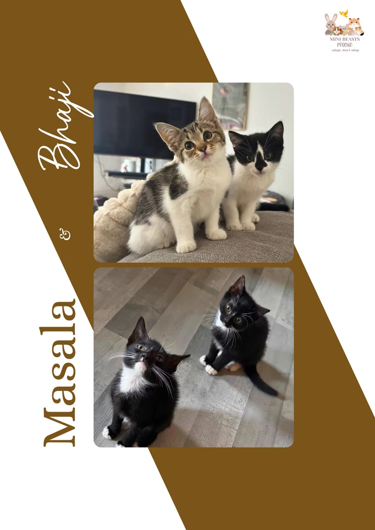 Masala & Bhaji, puppy Mixed Breed for adoption at Mini Beasts Rescue