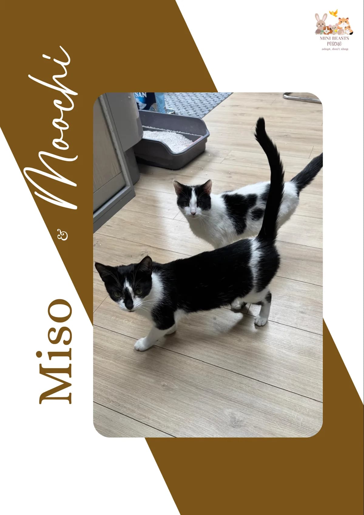 Miso & Moochi ️, female Mixed Breed for adoption at Mini Beasts Rescue