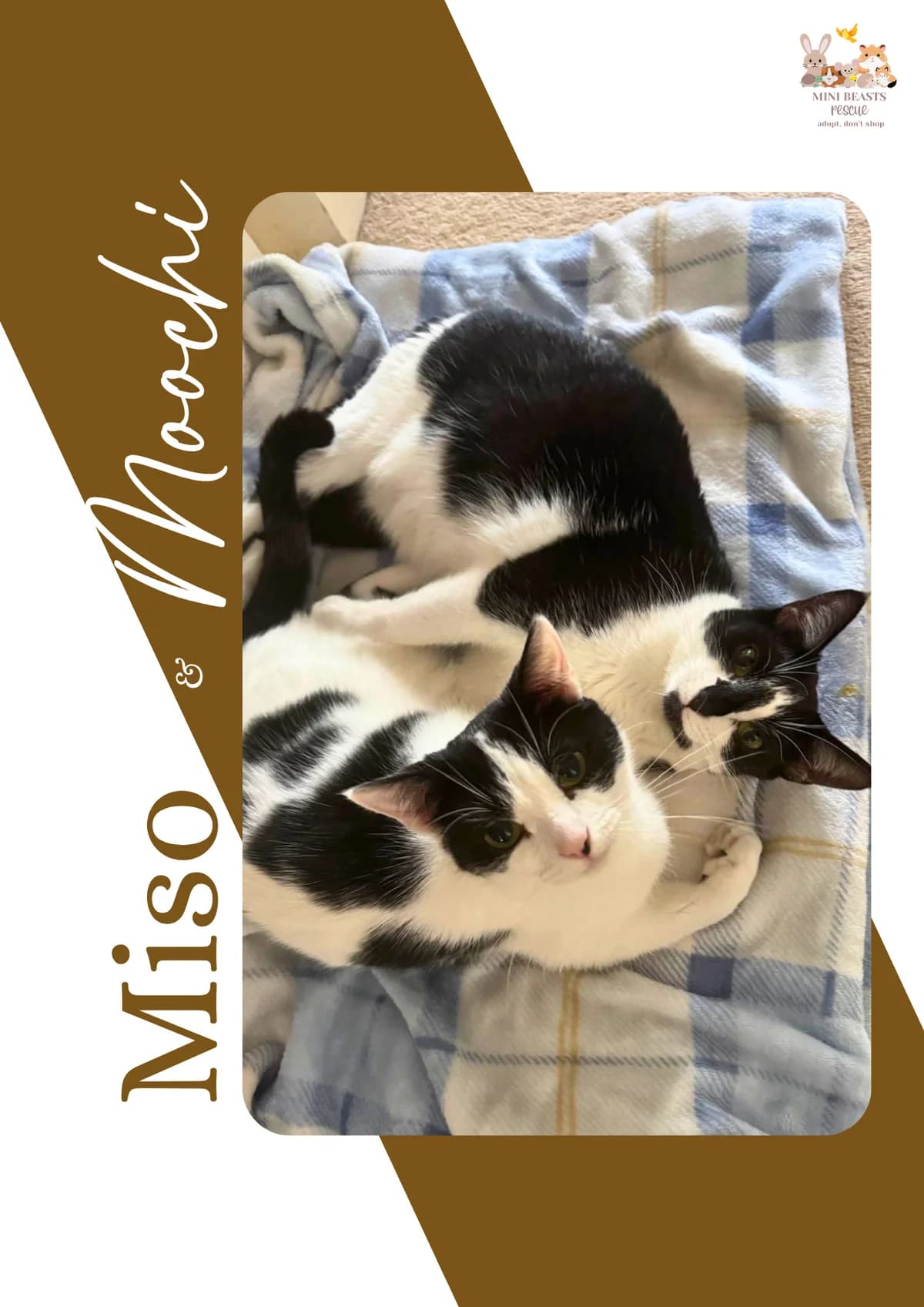 Miso & Moochi ️, female Mixed Breed for adoption at Mini Beasts Rescue
