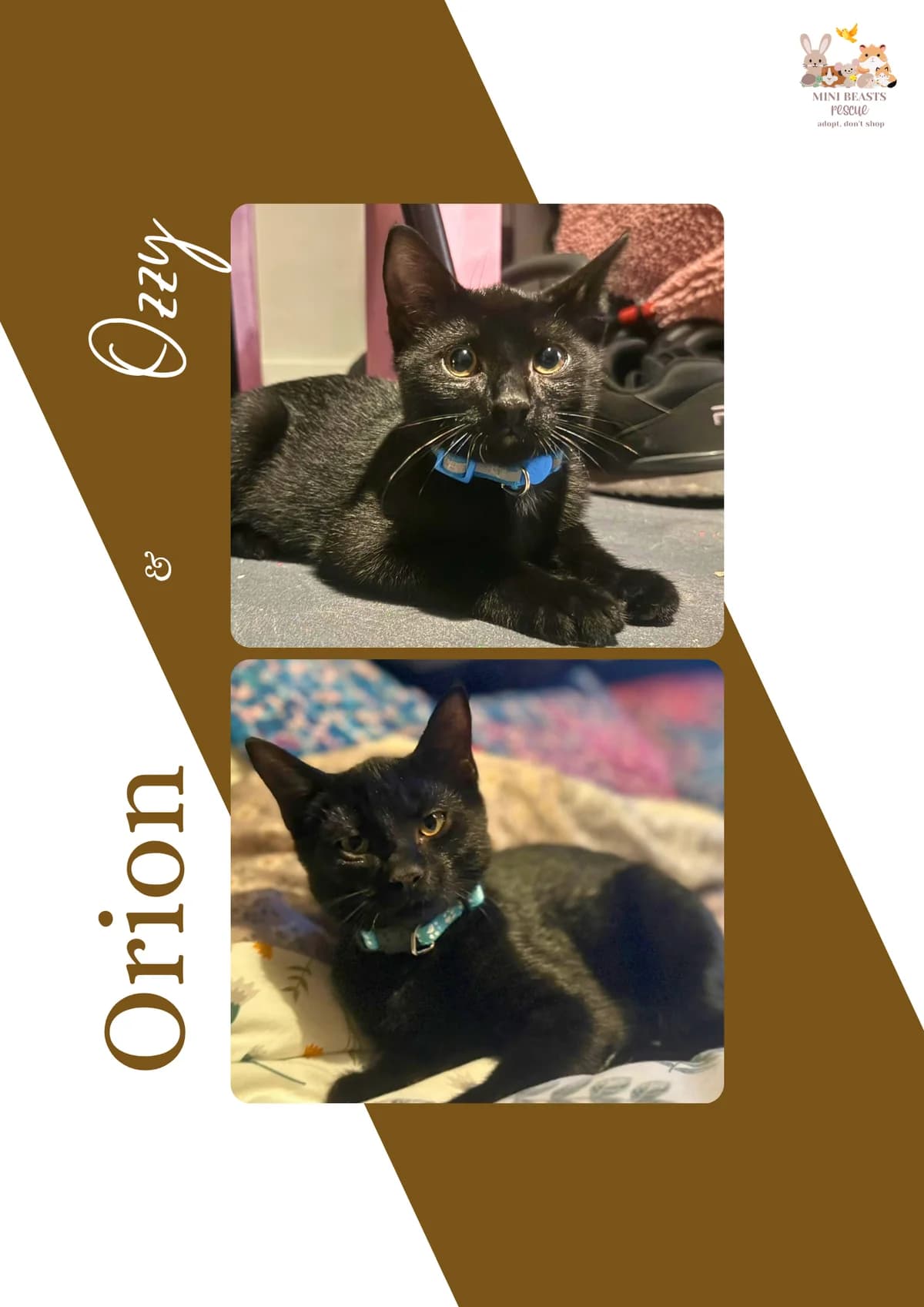 Orion & Ozzy, senior Mixed Breed for adoption at Mini Beasts Rescue