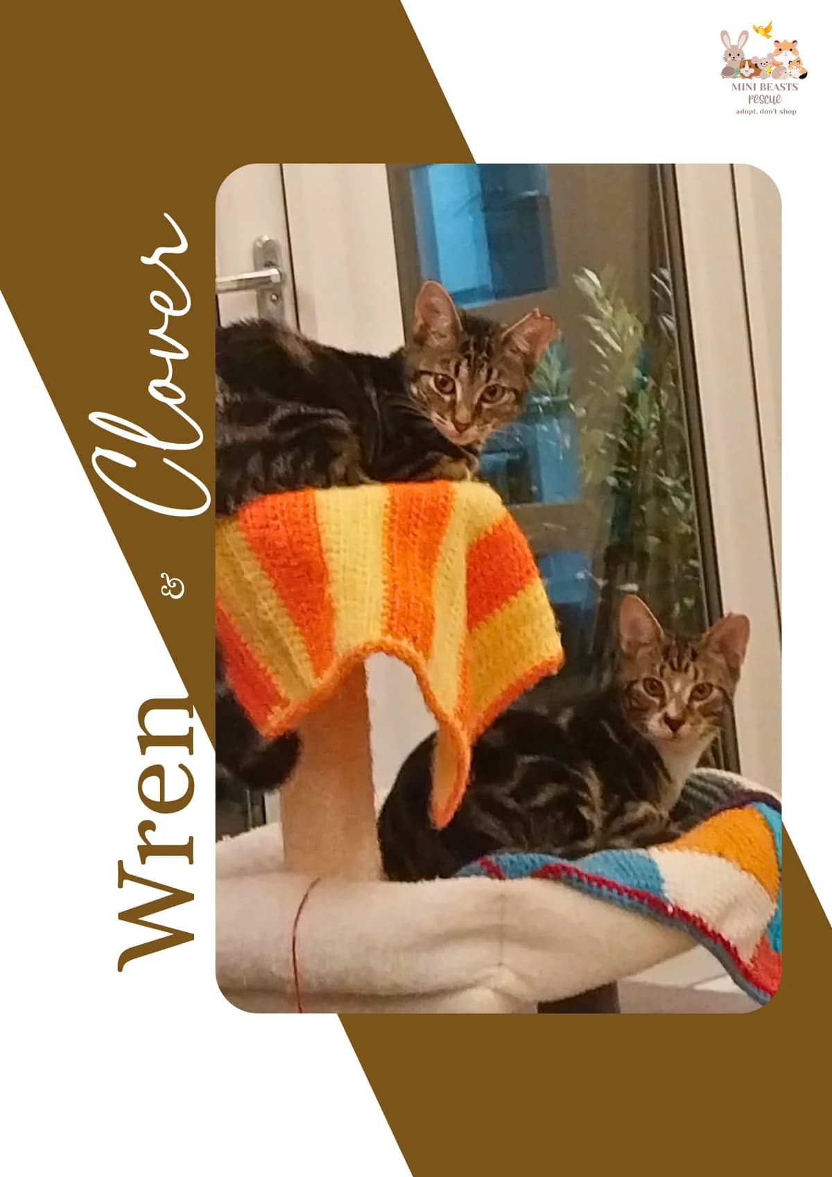 Wren & Clover ️, puppy Mixed Breed for adoption at Mini Beasts Rescue