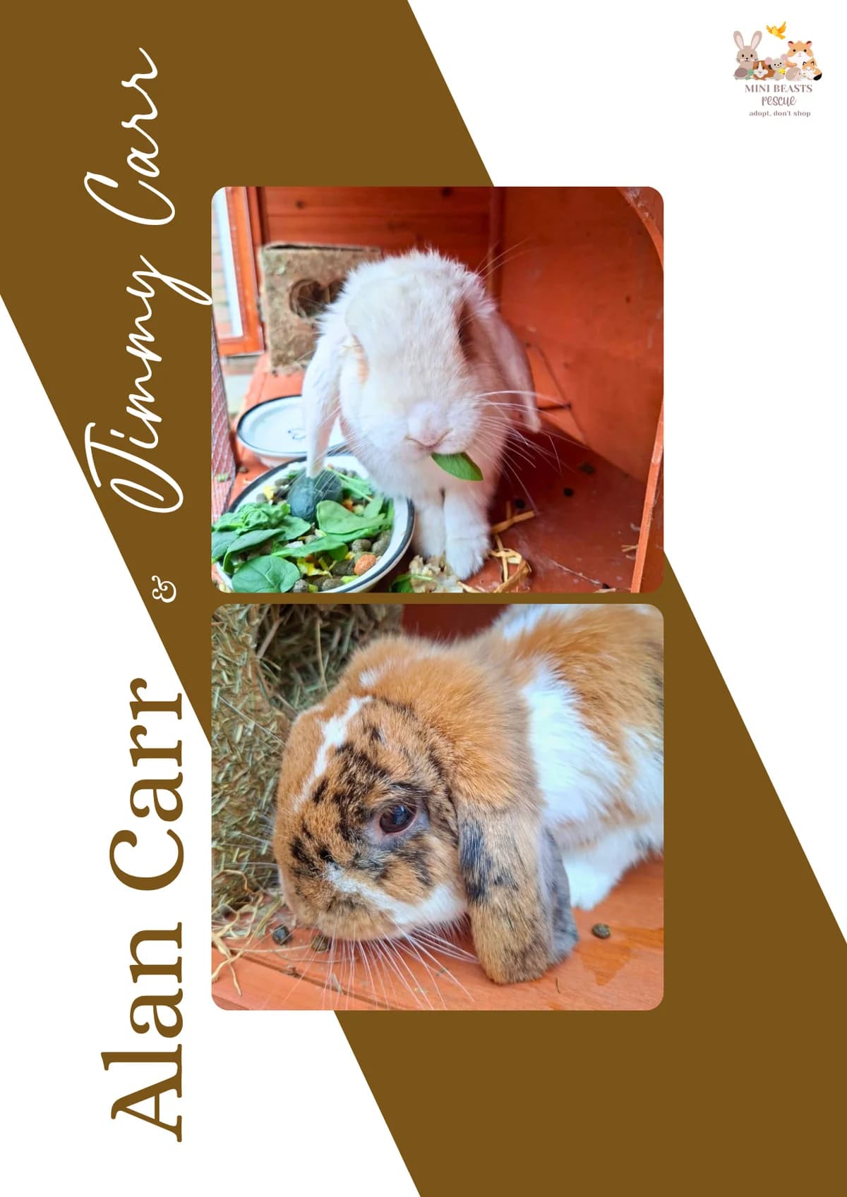 Alan & Jimmy Carr, Mixed Breed for adoption at Mini Beasts Rescue