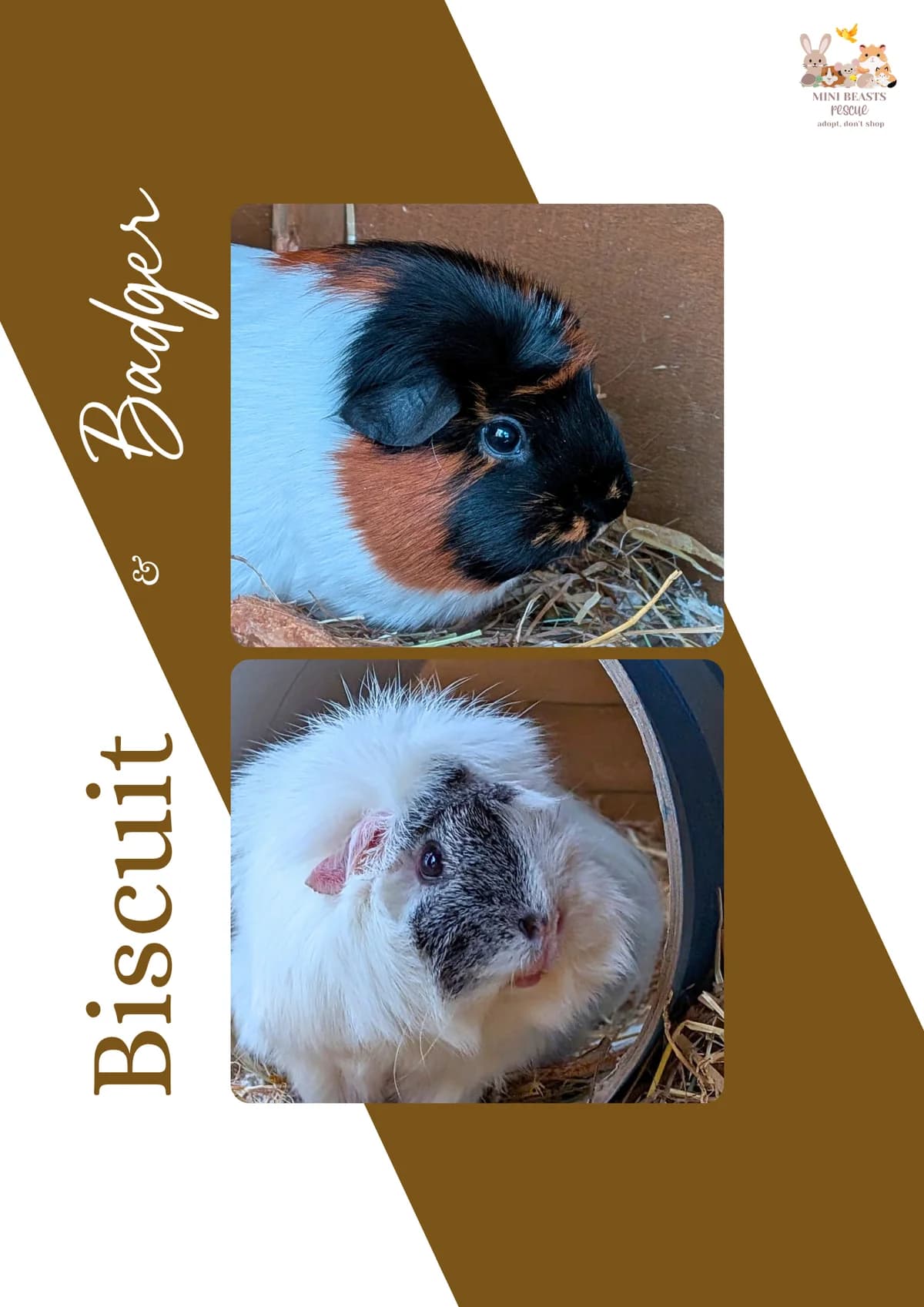 Badger & Biscuit ️, female Mixed Breed for adoption at Mini Beasts Rescue