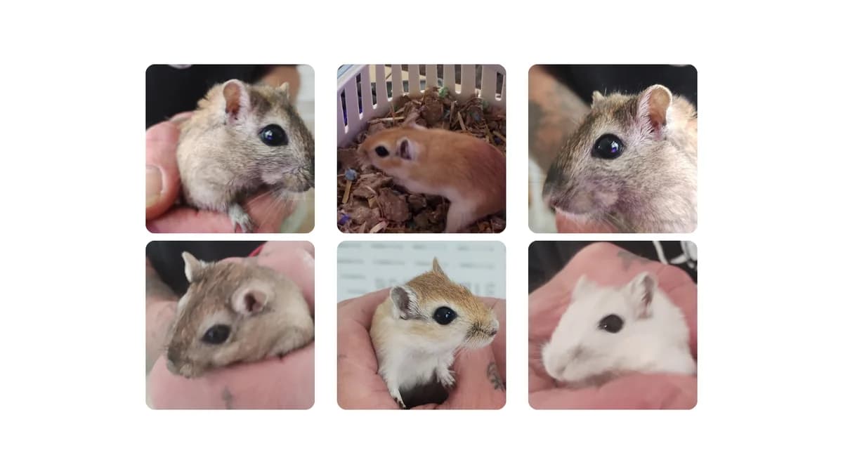 Gerbils, Mixed Breed for adoption at Mini Beasts Rescue