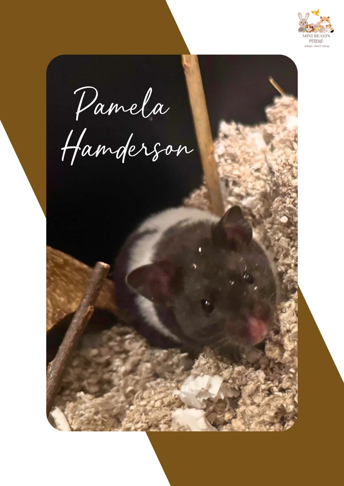 Pamela Hamderson, female Mixed Breed for adoption at Mini Beasts Rescue