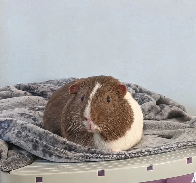 Sprout, male Mixed Breed for adoption at Mini Beasts Rescue