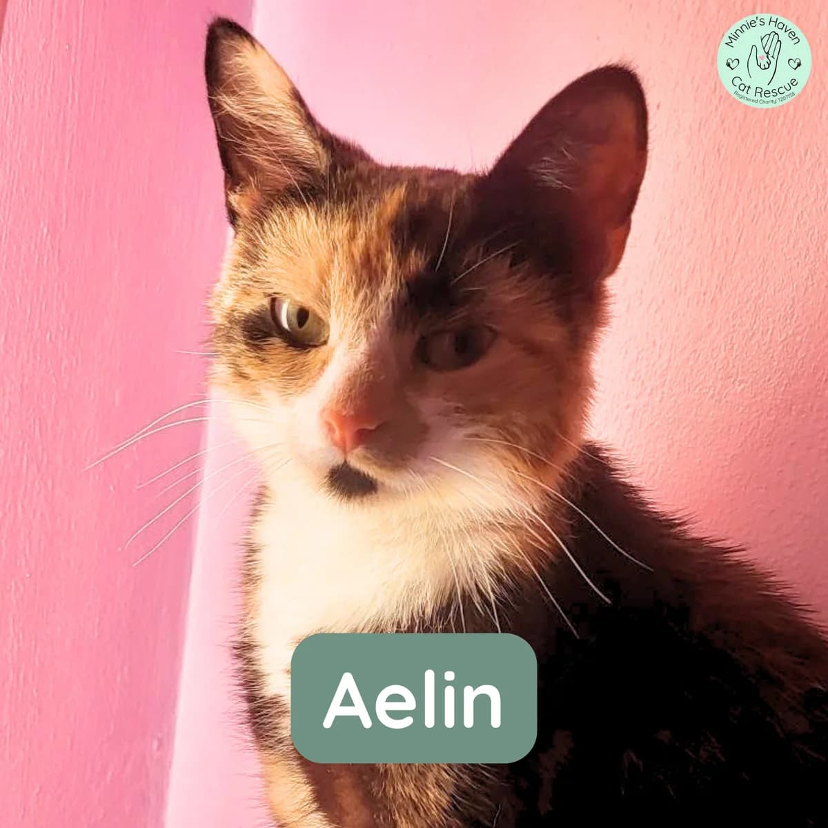 Aelin, female young Mixed Breed for adoption at Minnie