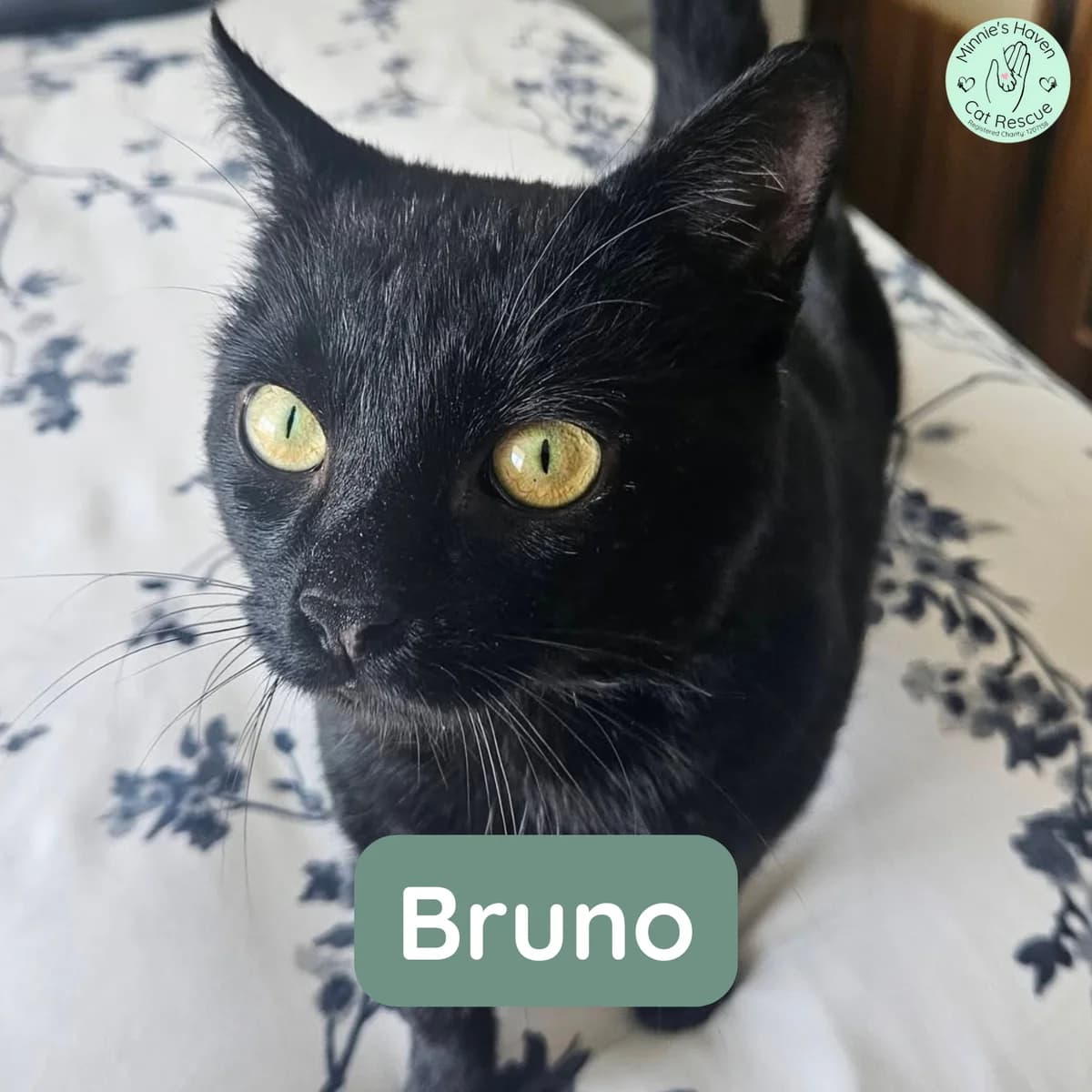 Bruno, male young Mixed Breed for adoption at Minnie