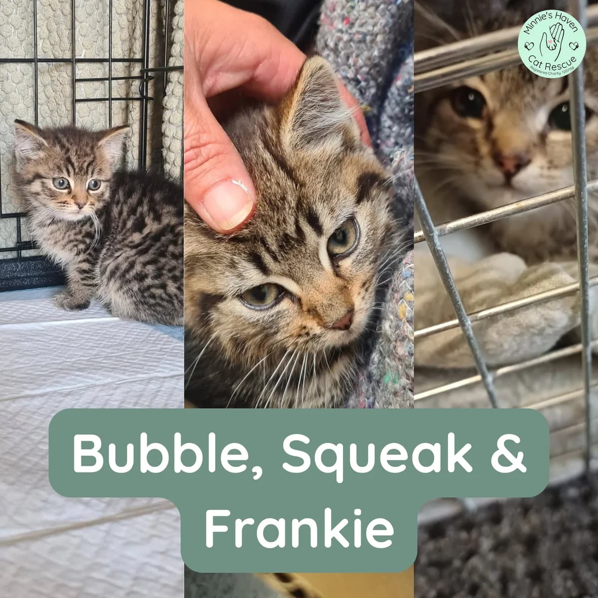 Bubble, Squeak & Frankie, female Mixed Breed for adoption at Minnie