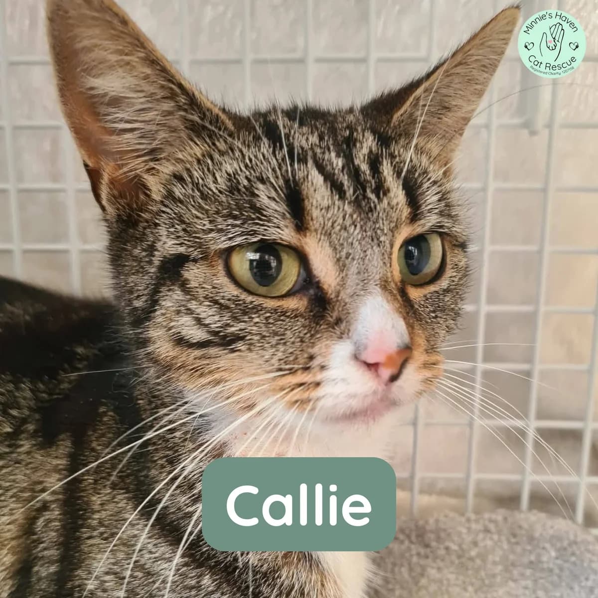 Callie, female 3yo Mixed Breed for adoption at Minnie