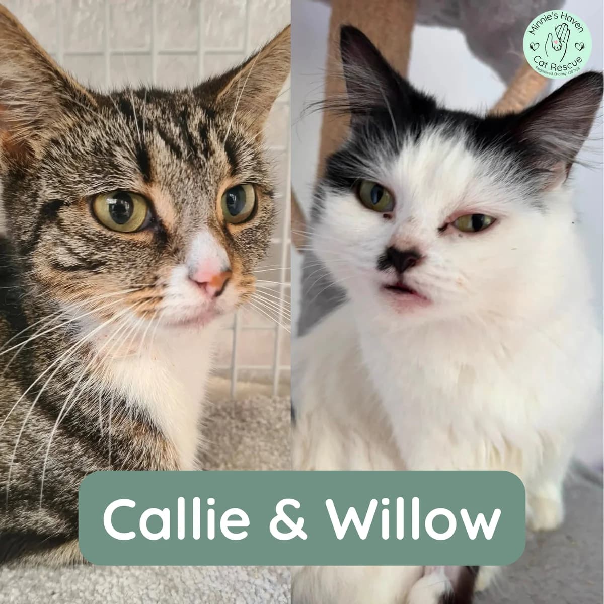 Callie & Willow, female 3yo Mixed Breed for adoption at Minnie