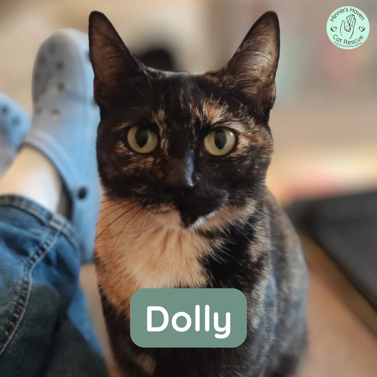 Dolly, female Mixed Breed for adoption at Minnie