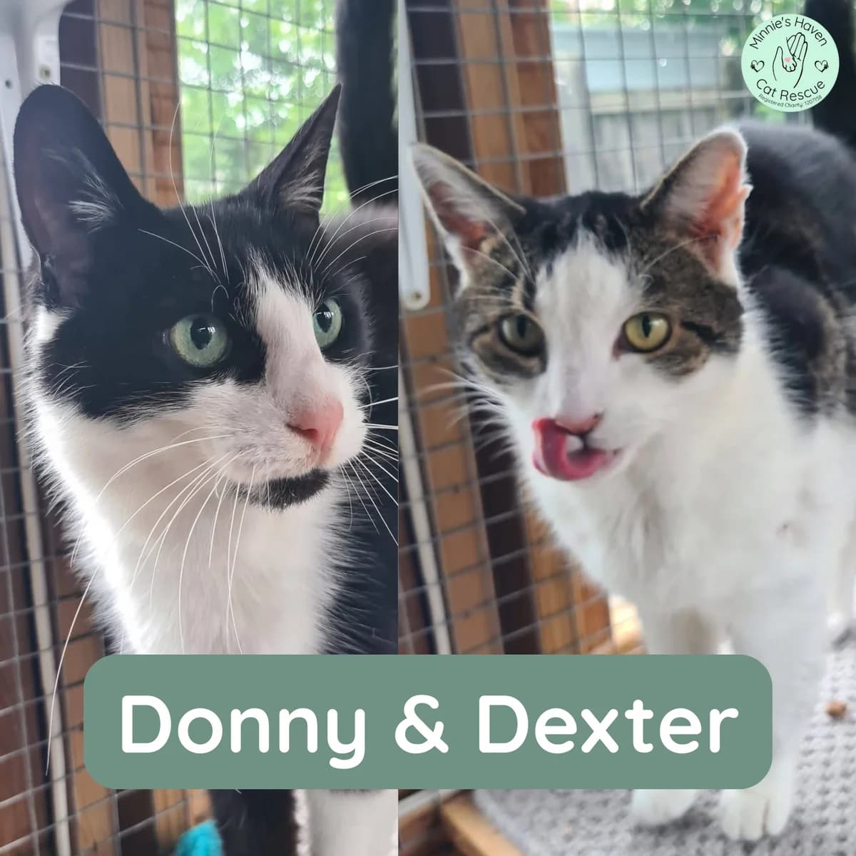 Donny & Dexter, 7yo Mixed Breed for adoption at Minnie