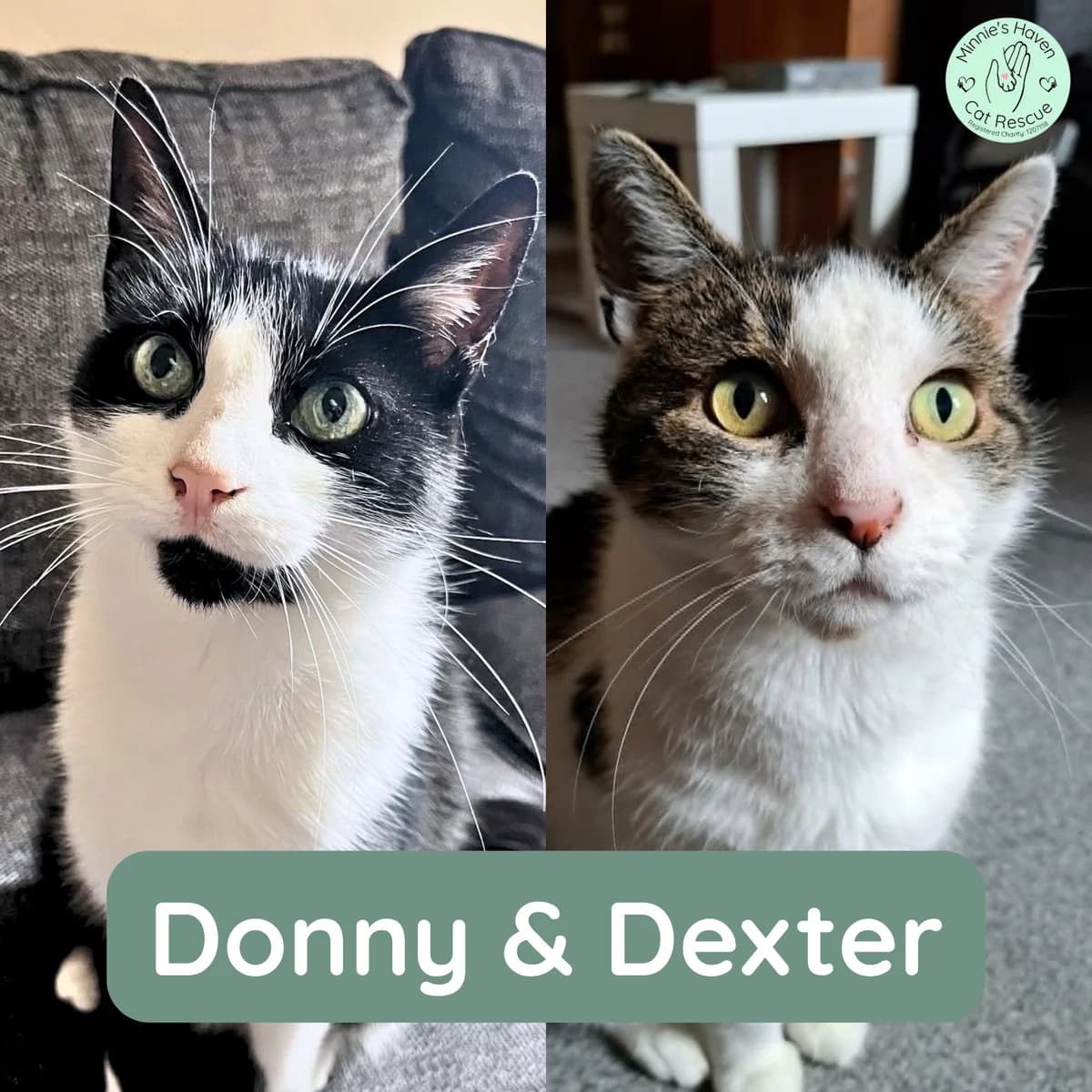 Donny & Dexter, 7yo Mixed Breed for adoption at Minnie