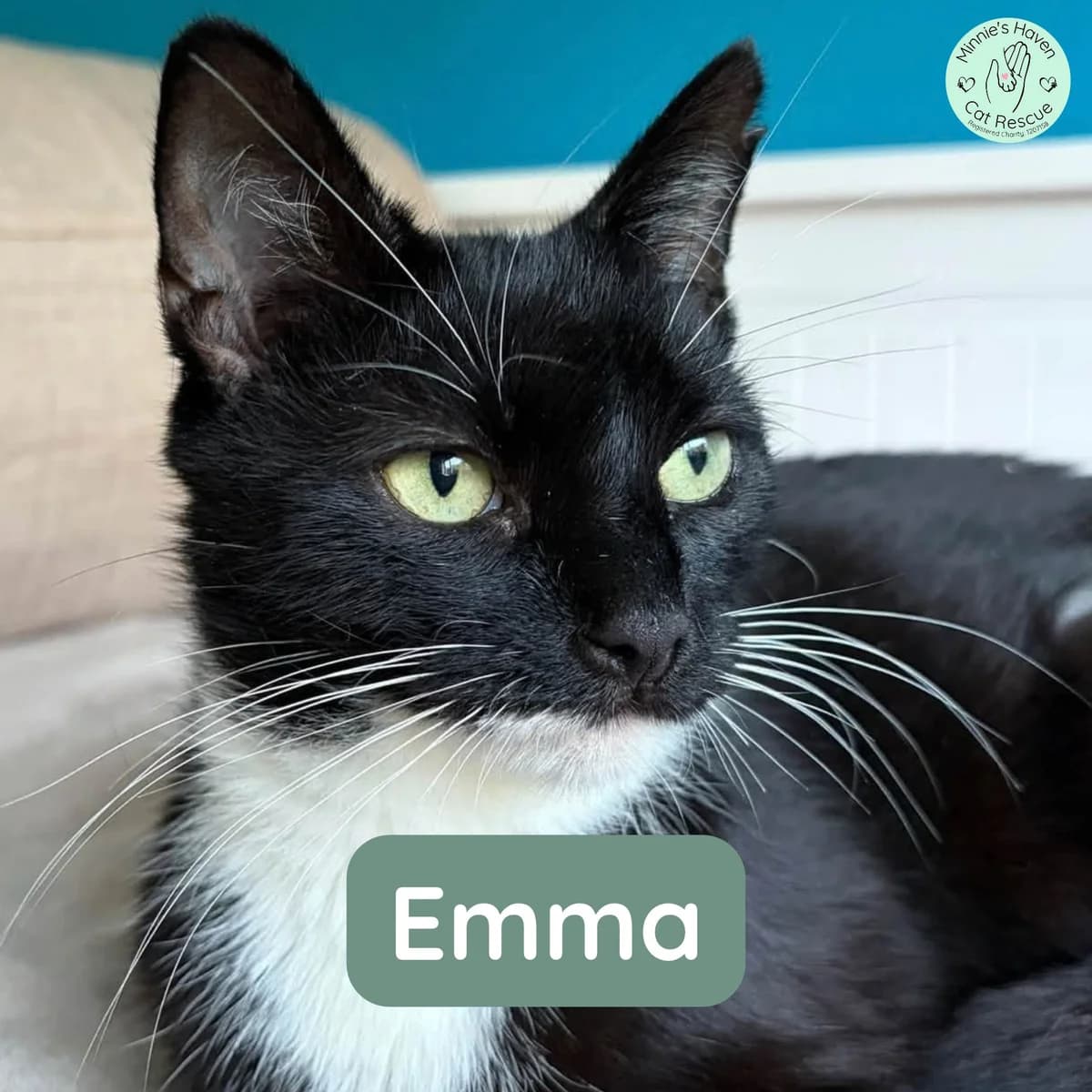 Emma, female 3yo Mixed Breed for adoption at Minnie