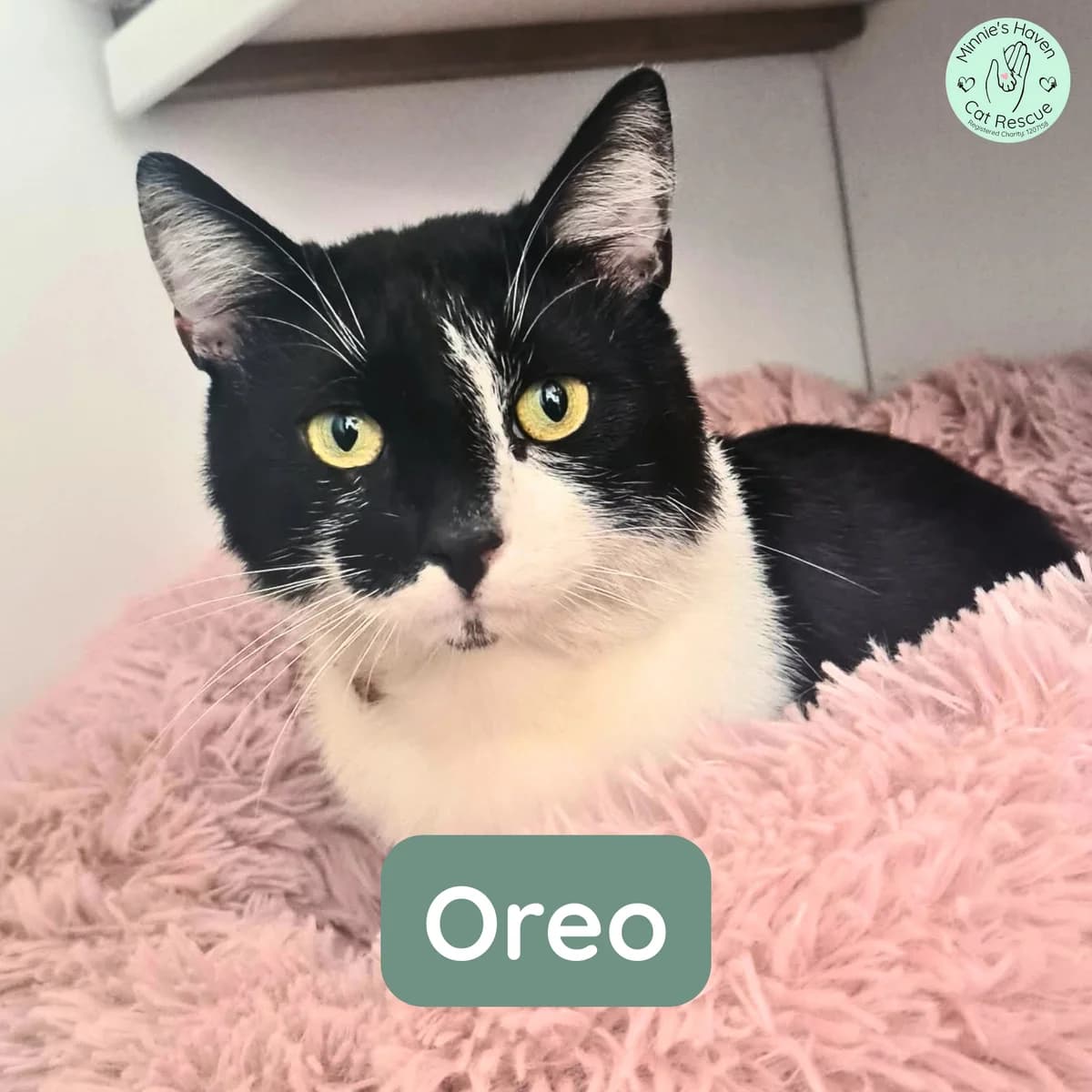 Oreo, male young Mixed Breed for adoption at Minnie