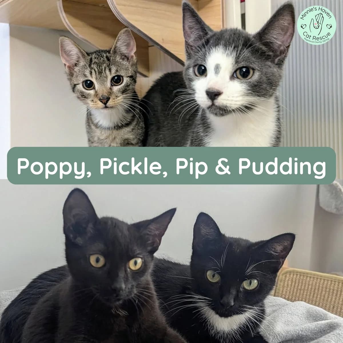Poppy, Pickle, Pip & Pudding, puppy Mixed Breed for adoption at Minnie