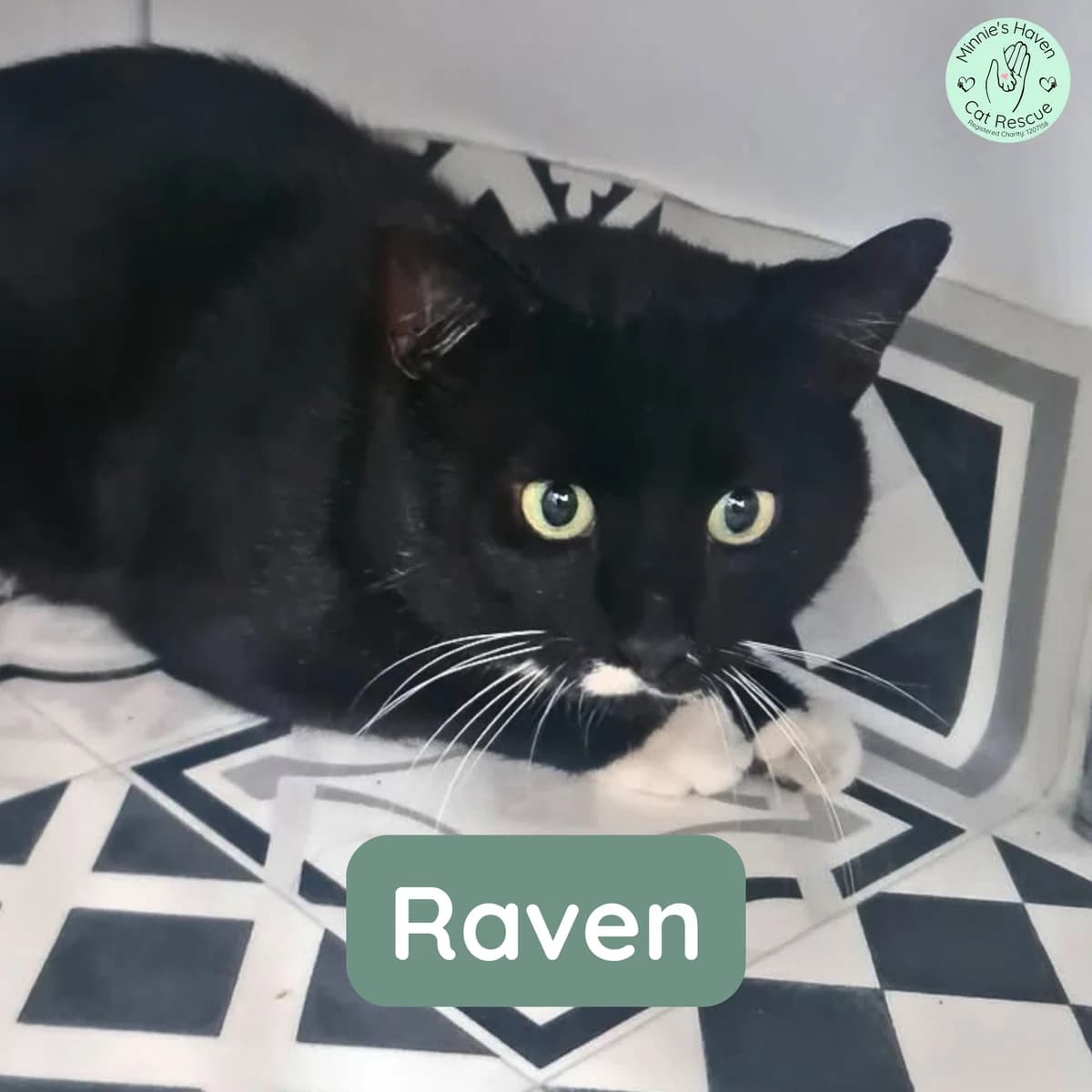 Raven, male 5yo Mixed Breed for adoption at Minnie
