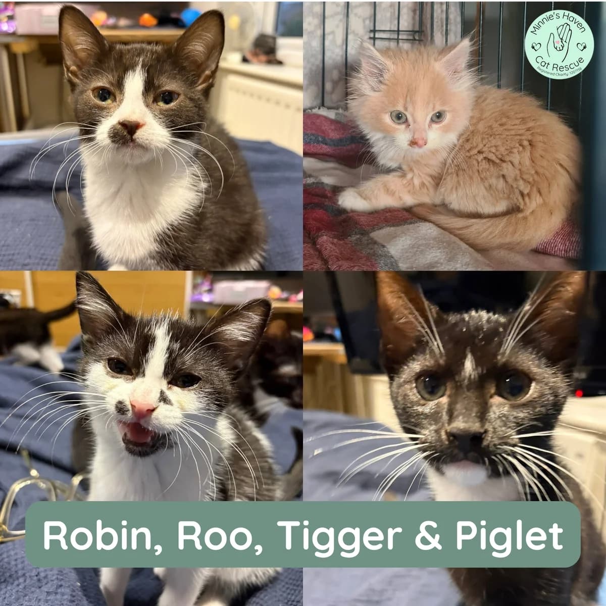 Robin, Roo, Tigger & Piglet, female puppy Mixed Breed for adoption at Minnie
