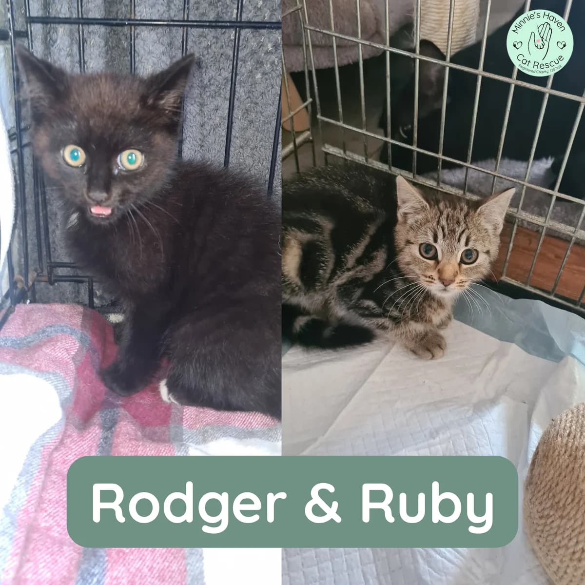 Rodger & Ruby, female puppy Mixed Breed for adoption at Minnie