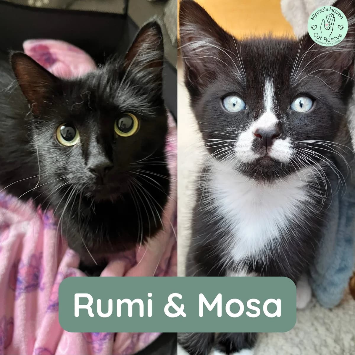 Rumi & Mosa, female puppy Mixed Breed for adoption at Minnie