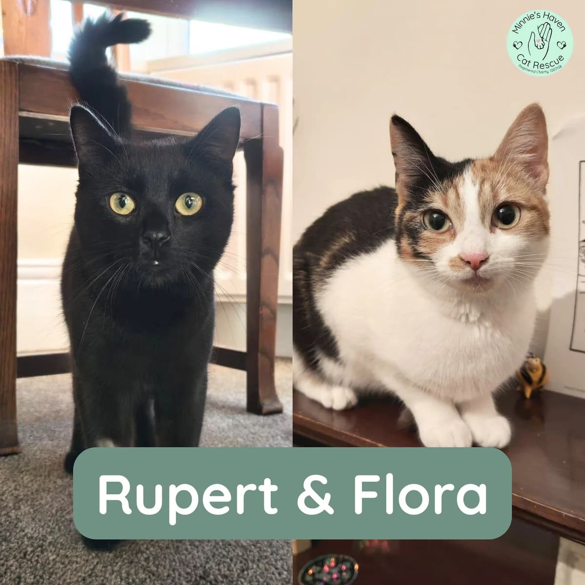 Rupert & Flora, female puppy Mixed Breed for adoption at Minnie
